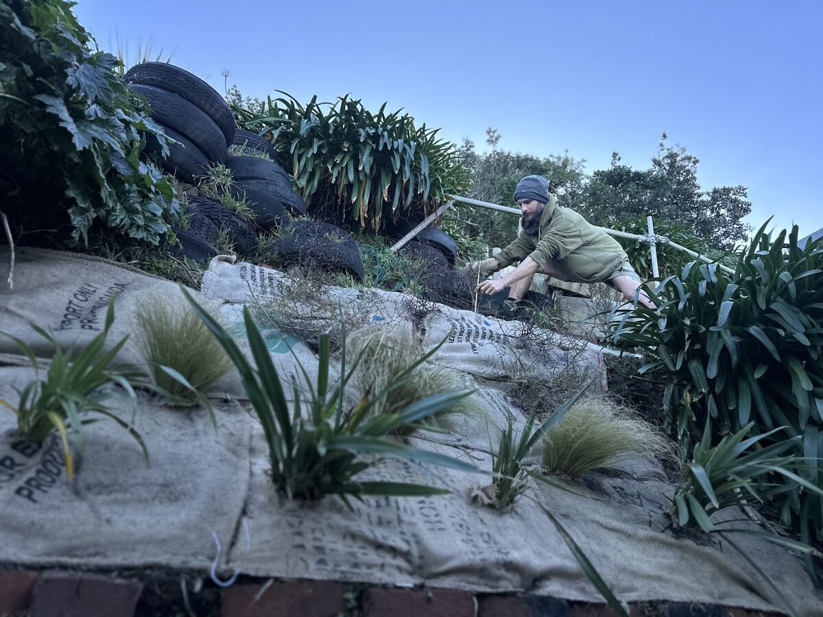 Steep bank planted with native grasses using organic weed mat and jute erosion sacks